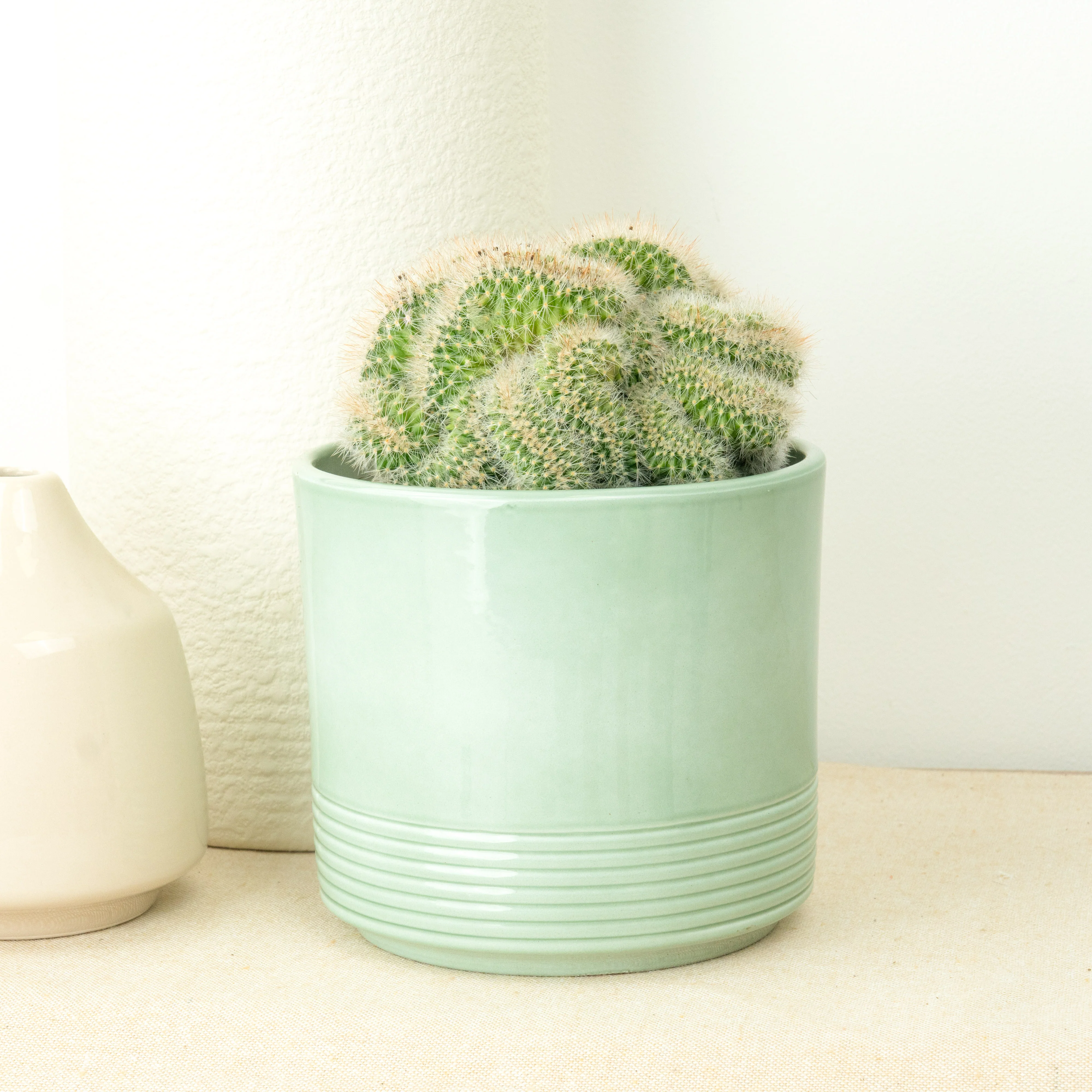 Houseplant Moving Sale