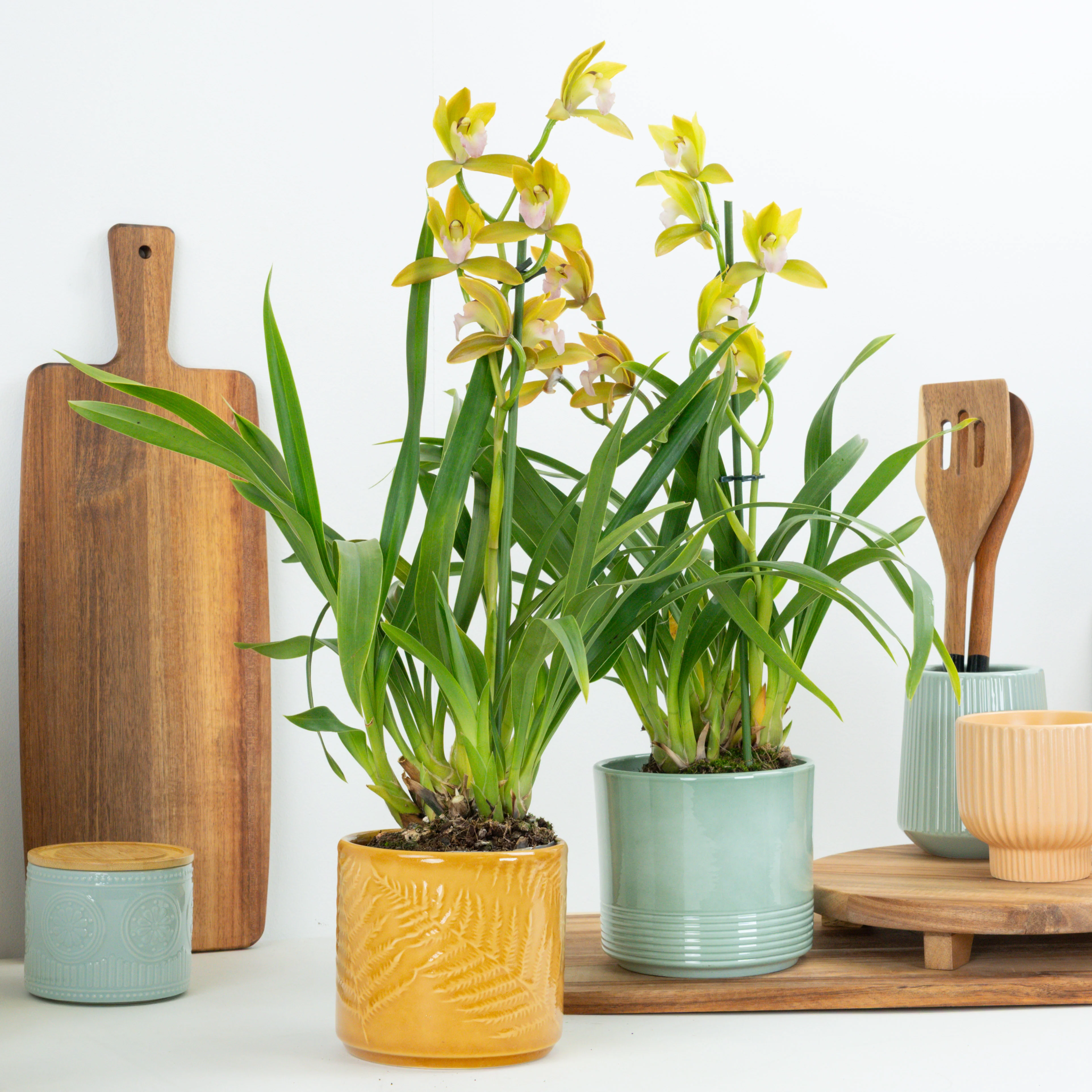 Indoor Plants On Sale