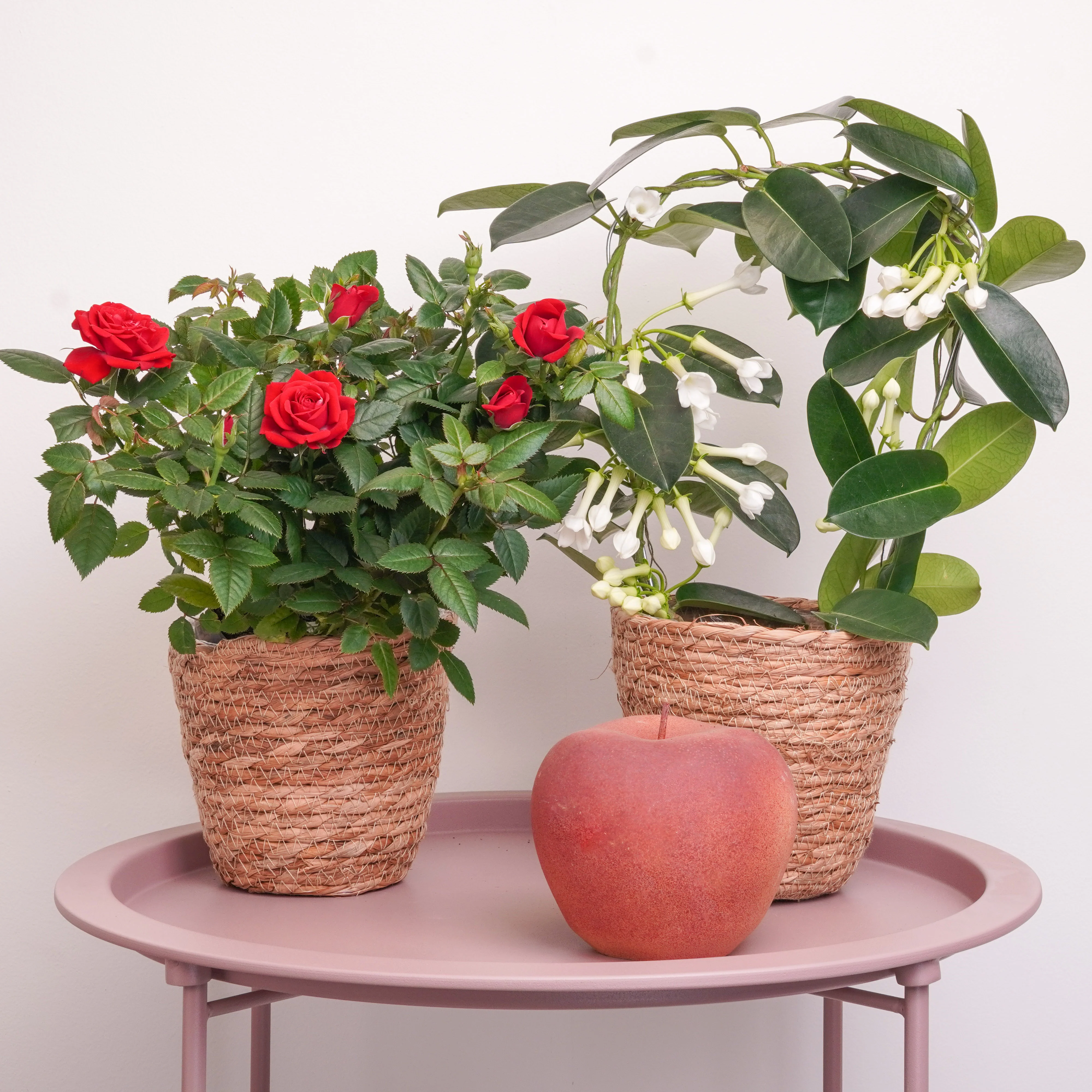 Cyber Monday Indoor Plants