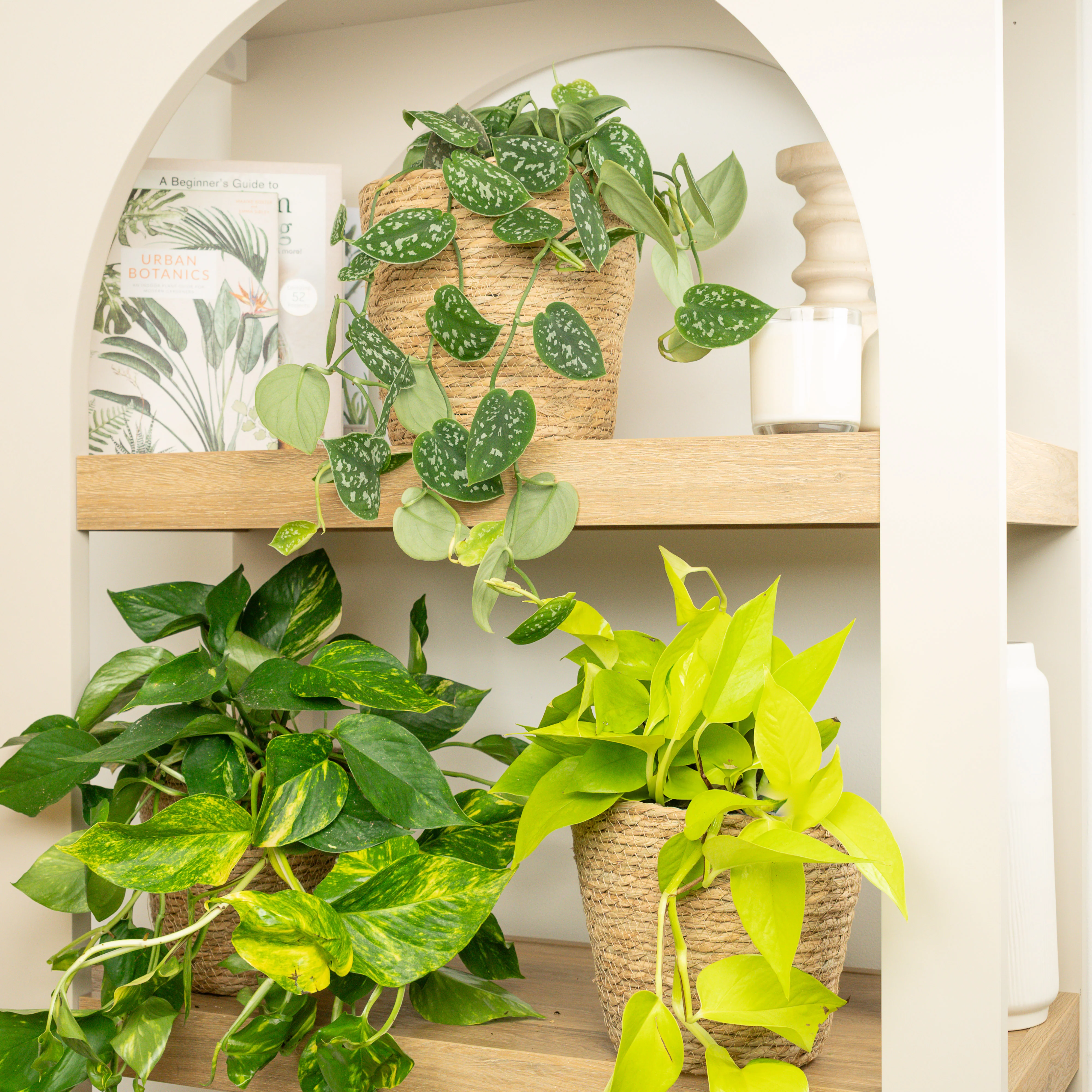 Houseplant Bundles
